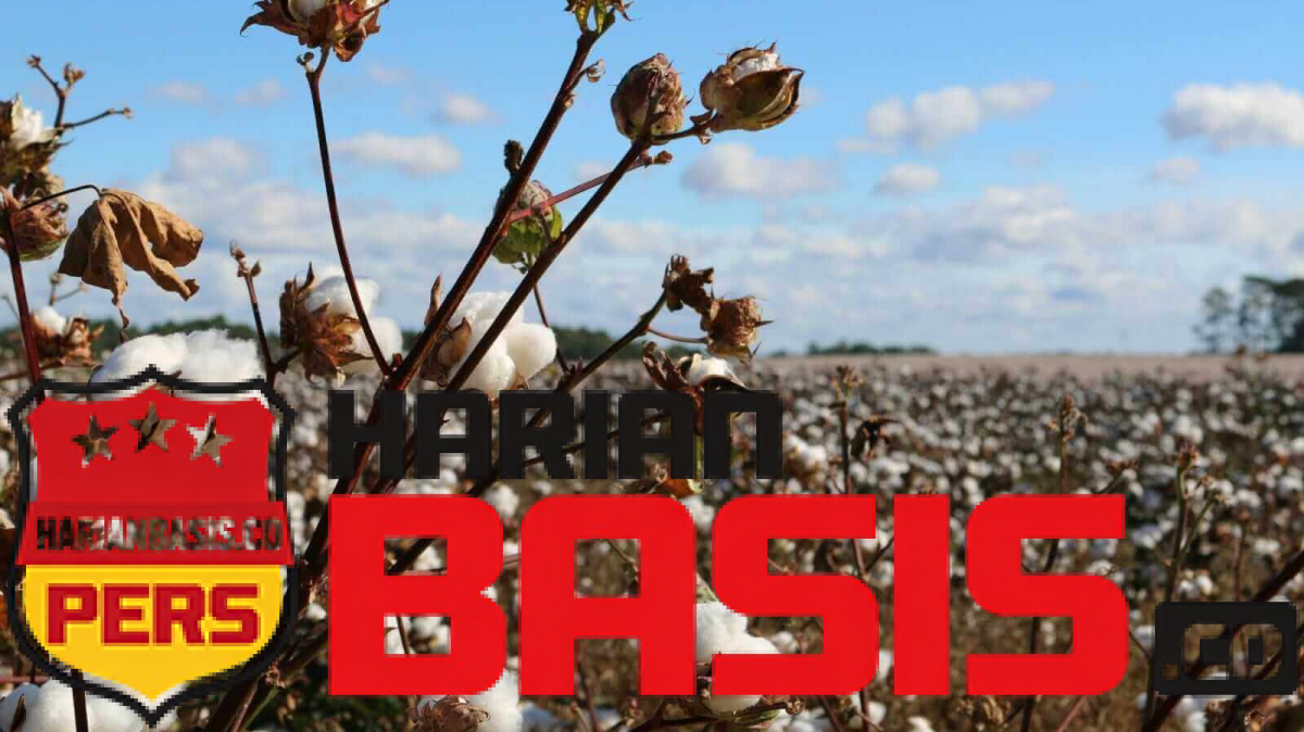 Cotton Futures Plunge as Uncertain US China Trade Progress Linger